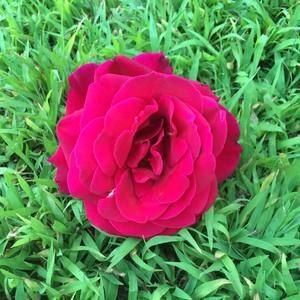 Meet your Posher, Sammi